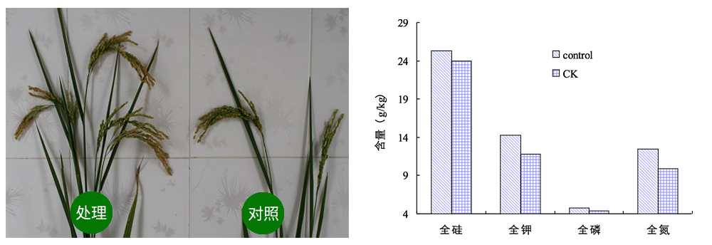 領先生物解硅菌劑助力水稻提質增收